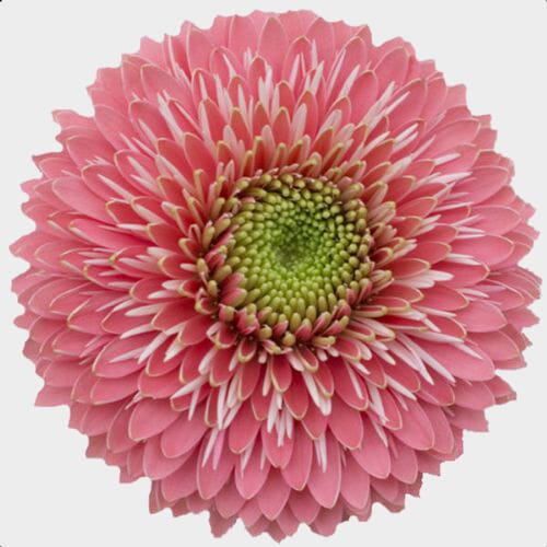 Gerpom Pink Flower