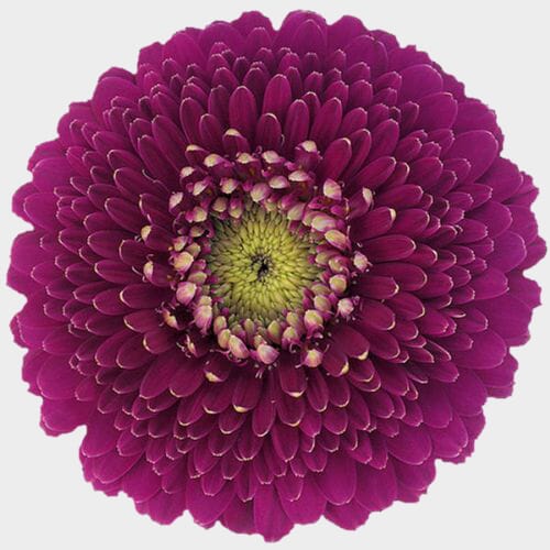 Wholesale flowers prices - buy Gerpom Purple Flower in bulk