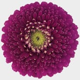 Gerpom Purple Flower