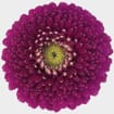 Gerpom Purple Flower