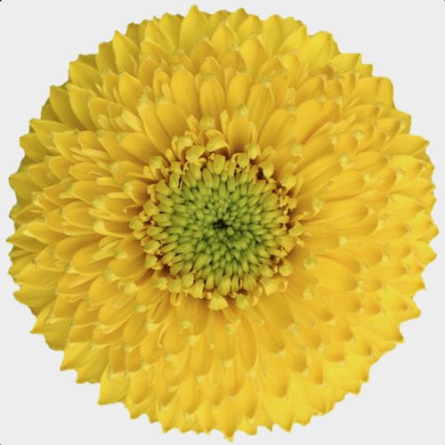 Wholesale flowers prices - buy Gerpom Yellow Flower in bulk