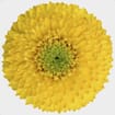 Gerpom Yellow Flower
