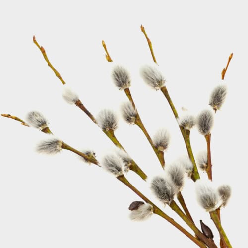 Wholesale flowers prices - buy Pussy Willow Branches in bulk