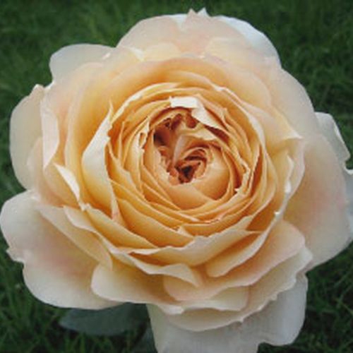 Garden Rose Cream Wholesale Blooms By The Box