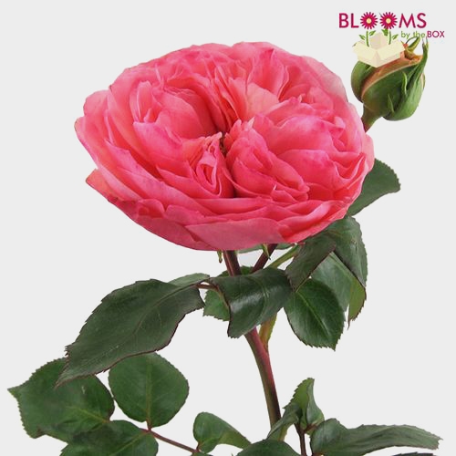 Garden Rose Hot Pink - Wholesale - Blooms By The Box