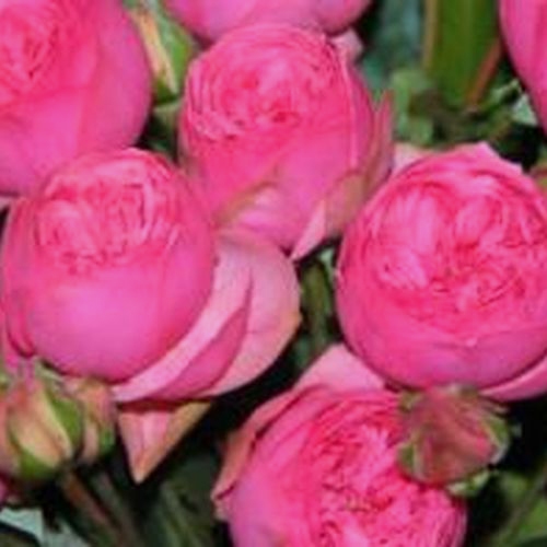 Spray Garden Rose Hot Pink - Wholesale - Blooms By The Box