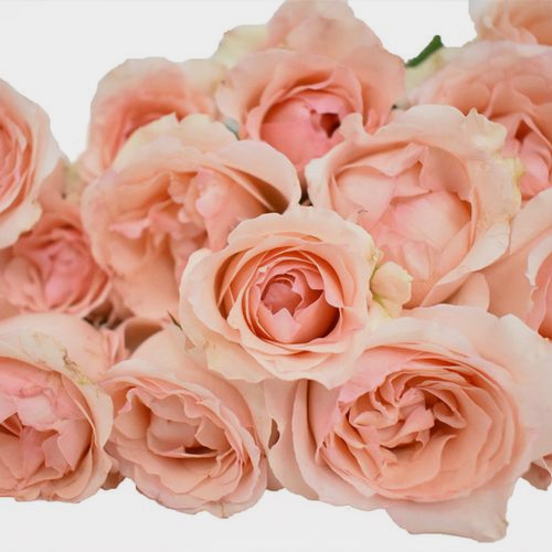 Spray Garden Rose Peach - Wholesale - Blooms By The Box