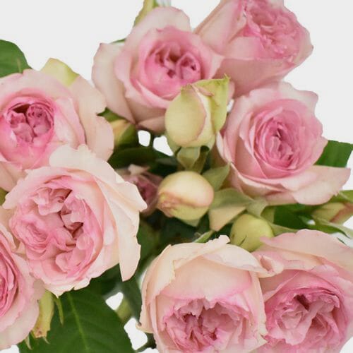 Garden Rose Rosa Loves Me Pink Bulk Wholesale Blooms By The Box