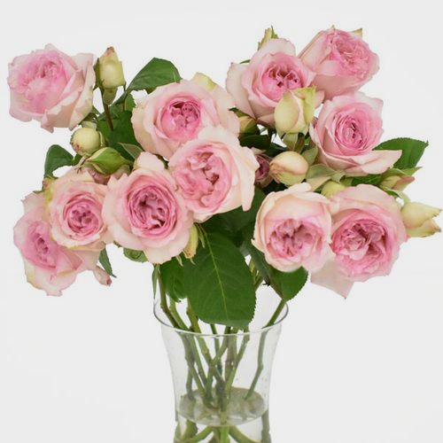 Spray Garden Rose Pink - Wholesale - Blooms By The Box