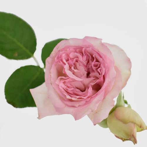 Spray Garden Rose Pink - Wholesale - Blooms By The Box