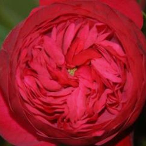 Garden Rose Red Wholesale Blooms By The Box