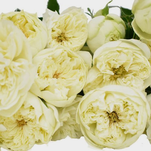 Spray Garden Rose White - Wholesale - Blooms By The Box