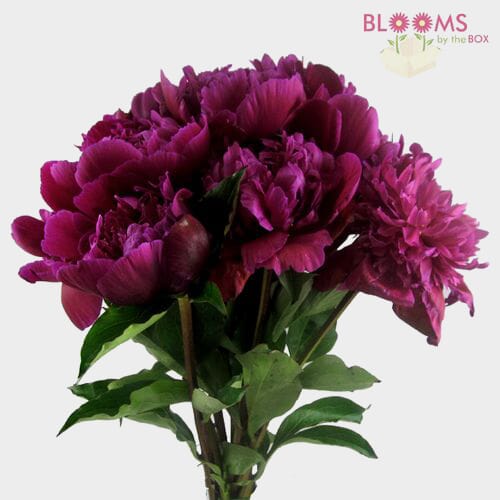 Peony Red Wholesale Blooms By The Box