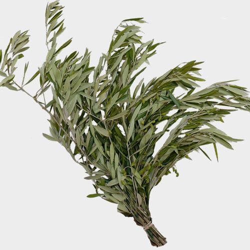 Bulk flowers online - Olive Branch Greenery