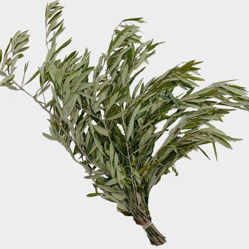 What to Do With Olive Branches