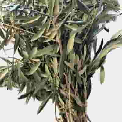 Green Leaf Olive Branch with Olives x 100cm