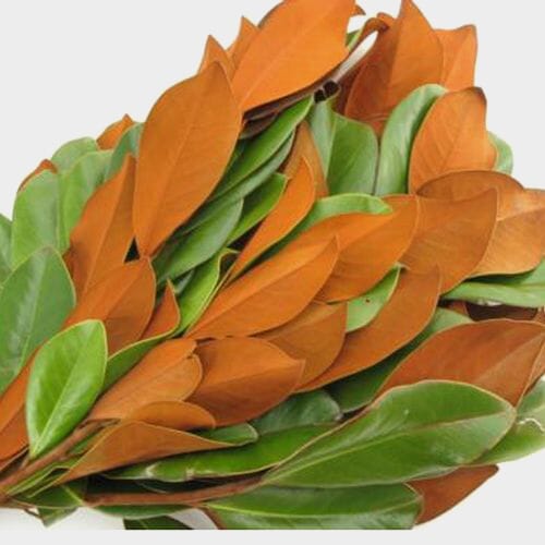 Wholesale flowers prices - buy Magnolia Tips Greenery in bulk