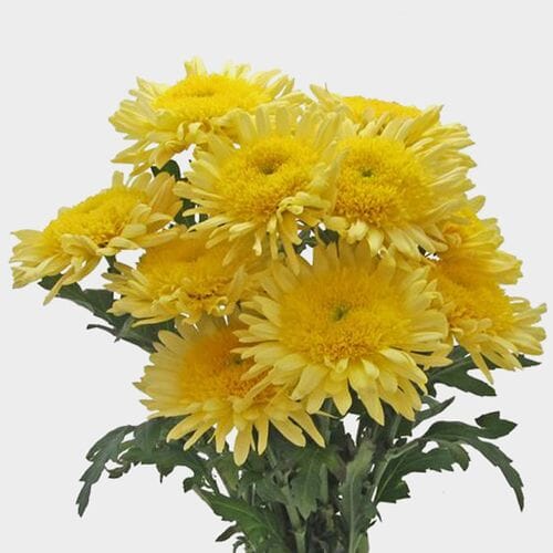 Cremon Mum Yellow Flowers
