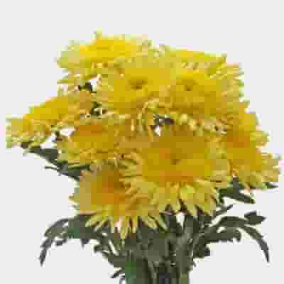 Cremon Mum Yellow Flowers