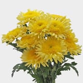 Cremon Mum Yellow Flowers