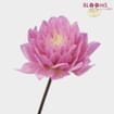 Dahlias 5 Bunch - Pinks