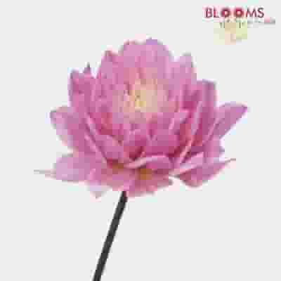 Dahlias 5 Bunch - Pinks
