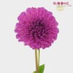 Dahlias 5 Bunch - Pinks
