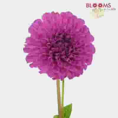 Dahlias 5 Bunch - Pinks