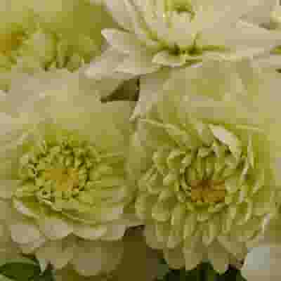 Dahlias 5 Bunch - Whites