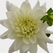 Dahlias 5 Bunch - Whites