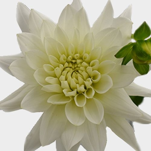 Dahlias 5 Bunch - Whites