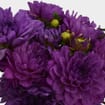 Dahlias 5 Bunch - Purples