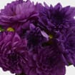 Dahlias 5 Bunch - Purples