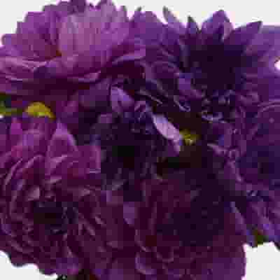Dahlias 5 Bunch - Purples