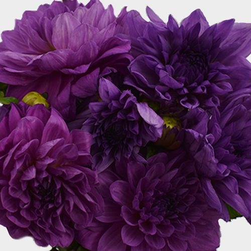 Dahlias 5 Bunch - Purples