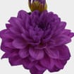 Dahlias 5 Bunch - Purples