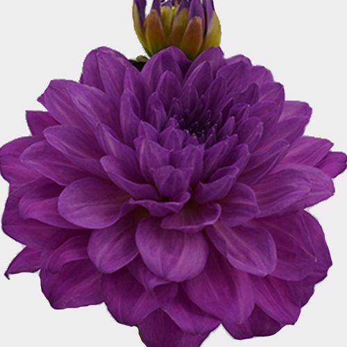 Dahlias 5 Bunch - Purples