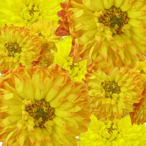 Dahlias 5 Bunch - Yellows