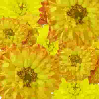Dahlias 5 Bunch - Yellows