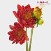 Dahlias 5 Bunch - Reds