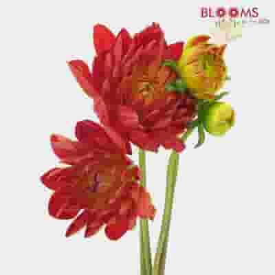 Dahlias 5 Bunch - Reds