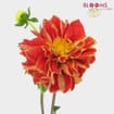 Dahlias 5 Bunch - Reds
