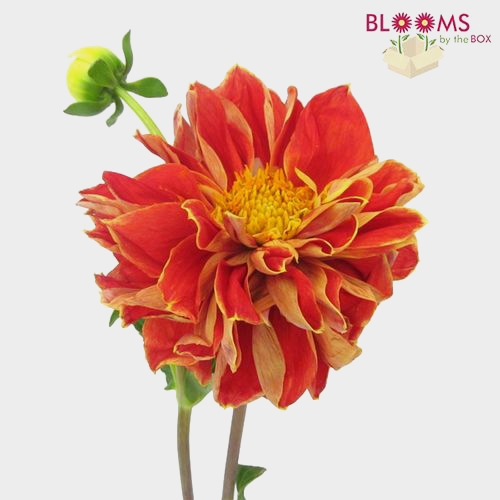 Dahlias 5 Bunch - Reds