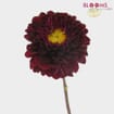 Dahlias 5 Bunch - Reds
