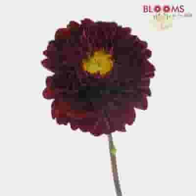 Dahlias 5 Bunch - Reds