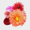 Dahlias 5 Bunch  - Bicolors