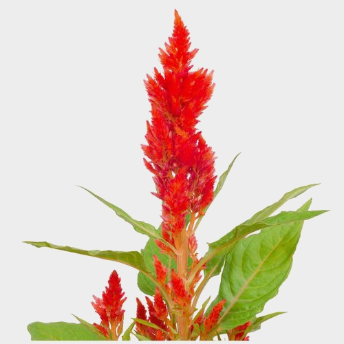 Celosia Orange Flowers Wholesale Blooms By The Box