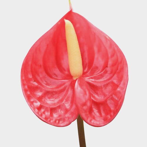 Wholesale flowers prices - buy Anthurium Red in bulk