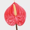 Anthurium Red 