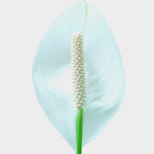 Wholesale flowers prices - buy Anthurium White Flower in bulk